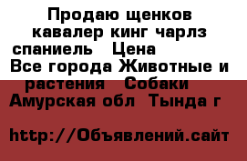 Продаю щенков кавалер кинг чарлз спаниель › Цена ­ 40 000 - Все города Животные и растения » Собаки   . Амурская обл.,Тында г.
